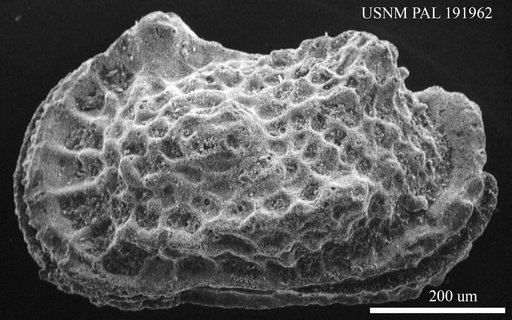 Genus indet. sp. indet.
