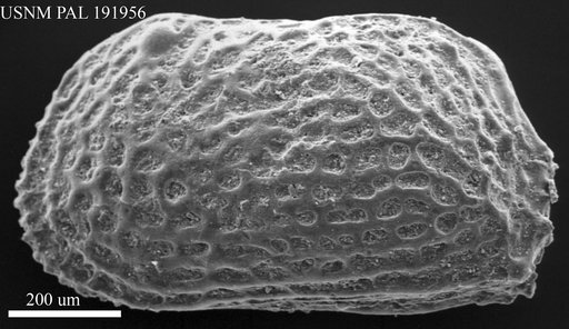 Favella ? sp.
