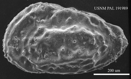 Genus indet. sp. indet.