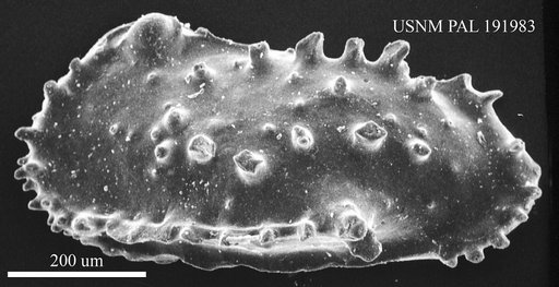 Genus indet. sp. indet.