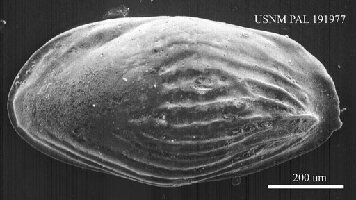 Genus indet. sp. indet.