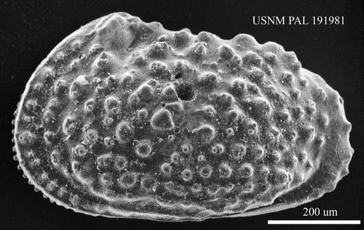 Genus indet. sp. indet.