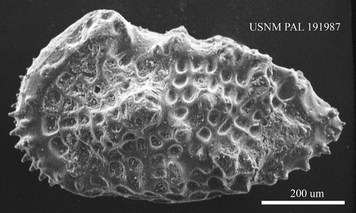 Genus indet. sp. indet.
