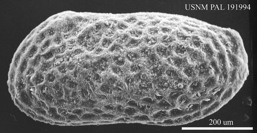 Genus indet. sp. indet.