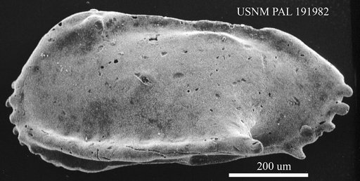 Genus indet. sp. indet.