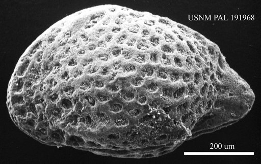 Genus indet. sp. indet.