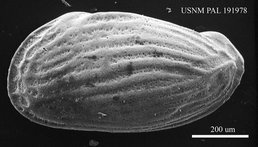 Genus indet. sp. indet.