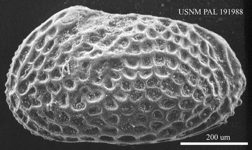 Genus indet. sp. indet.