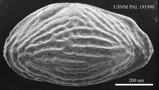 Genus indet. sp. indet.