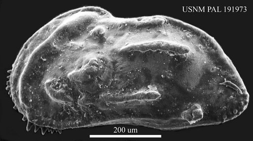 Genus indet. sp. indet.