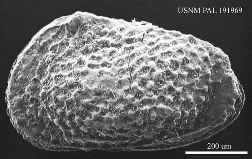 Genus indet. sp. indet.