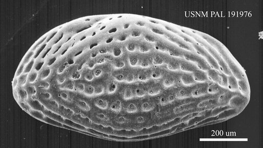 Genus indet. sp. indet.