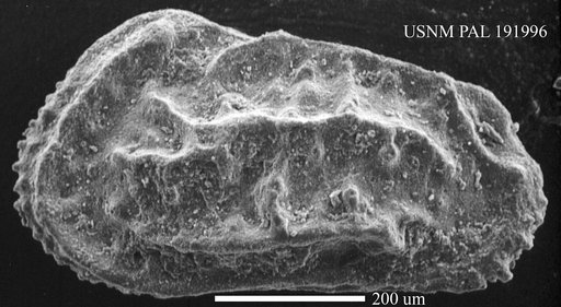 Genus indet. sp. indet.