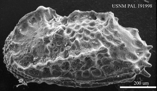 Genus indet. sp. indet.
