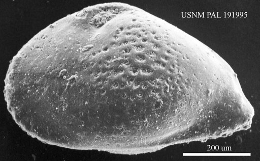 Genus indet. sp. indet.