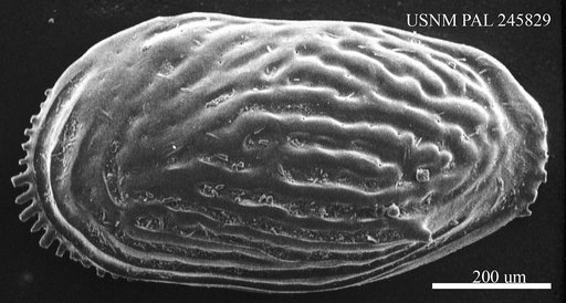 Ruggieria sp. a