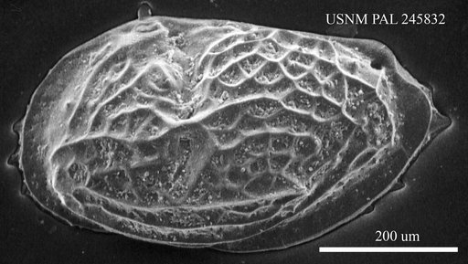 Genus indet. sp. indet.