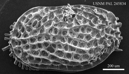 Ruggieria (Ruggieria) darwinii (Brady, 1868)