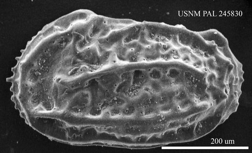 Genus indet. sp. indet.