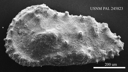 Genus indet. sp. indet.