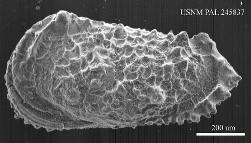 Genus indet. sp. indet.