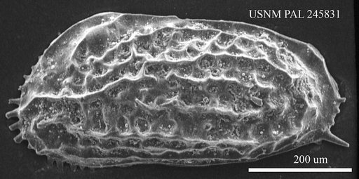Chrysocythere sp. a