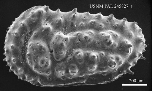 Genus indet. sp. indet.