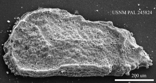 Trachyleberidea sp.