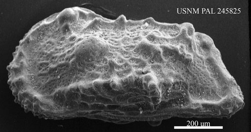 Genus indet. sp. indet.