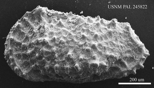 Genus indet. sp. indet.