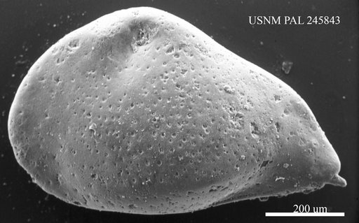 Genus indet. sp. indet.