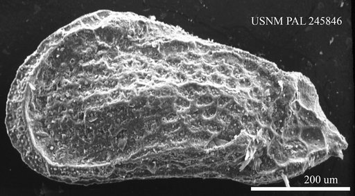 Genus indet. sp. indet.