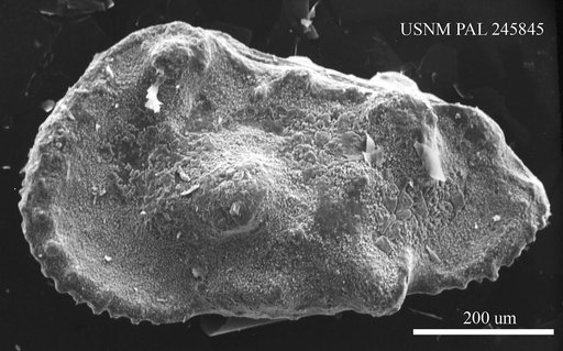 Genus indet. sp. indet.