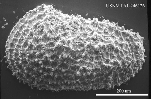 Henryhowella sp