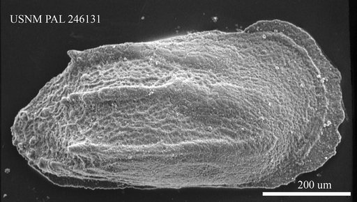 Phacorhabdotus sp
