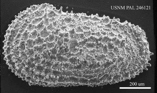 Henryhowella sp