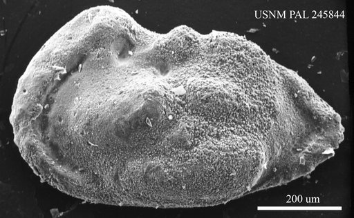Genus indet. sp. indet.