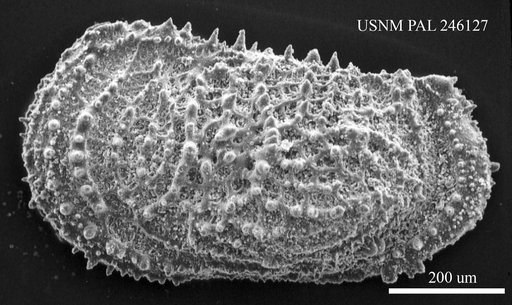 Oxycythereis sp. Benson, 1974