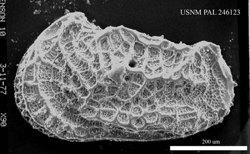 Abyssocythere sp.