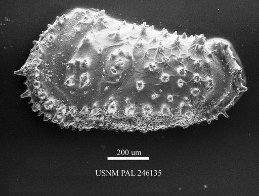 Acanthocythereis sp