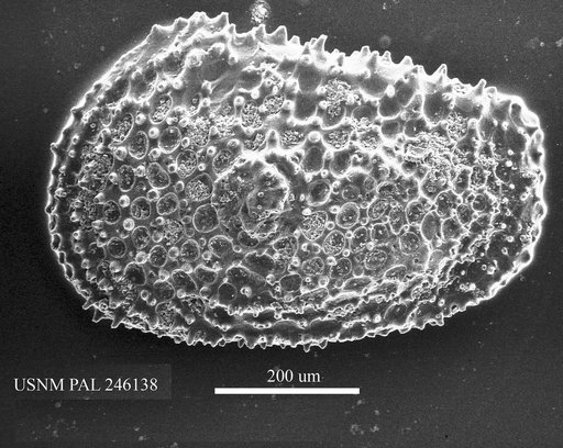 Henryhowella sp