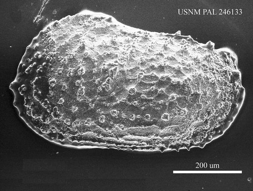 Genus indet. sp. indet.