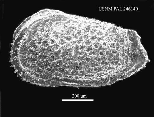 Oxycythereis sp. Benson, 1974