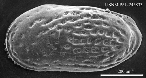 Moosella sp. a
