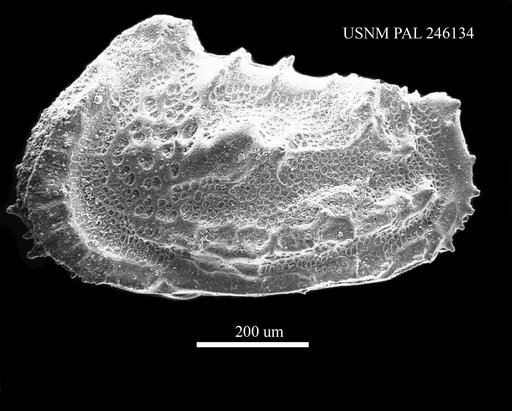 Abyssocythere sp.