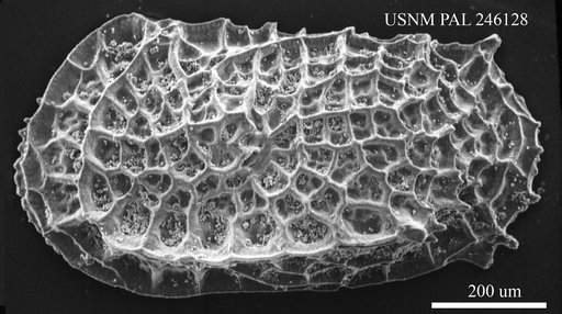 Bradleya sp.