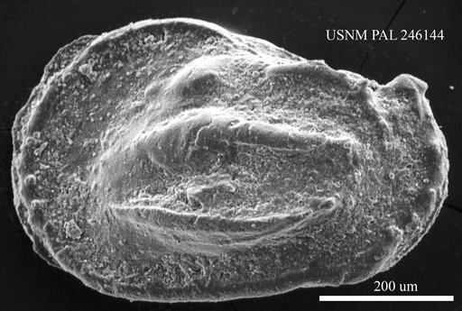 Phacorhabdotus sp