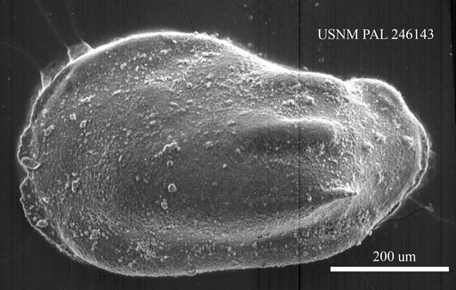 Phacorhabdotus sp