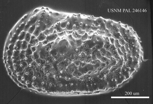 Henryhowella sp