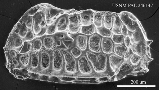 Bradleya sp.